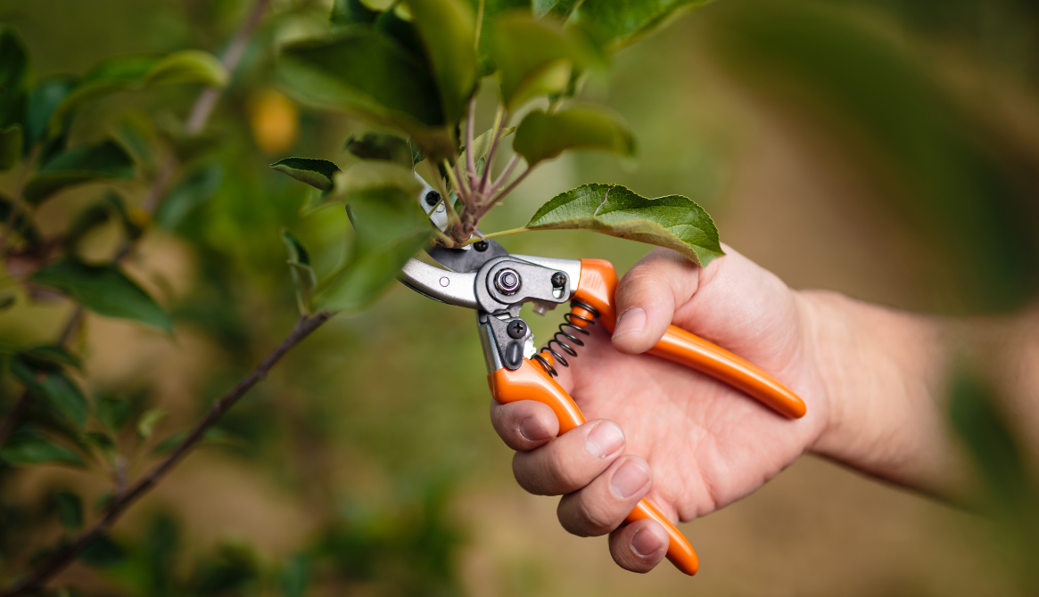 tree services in New Haven tree service company