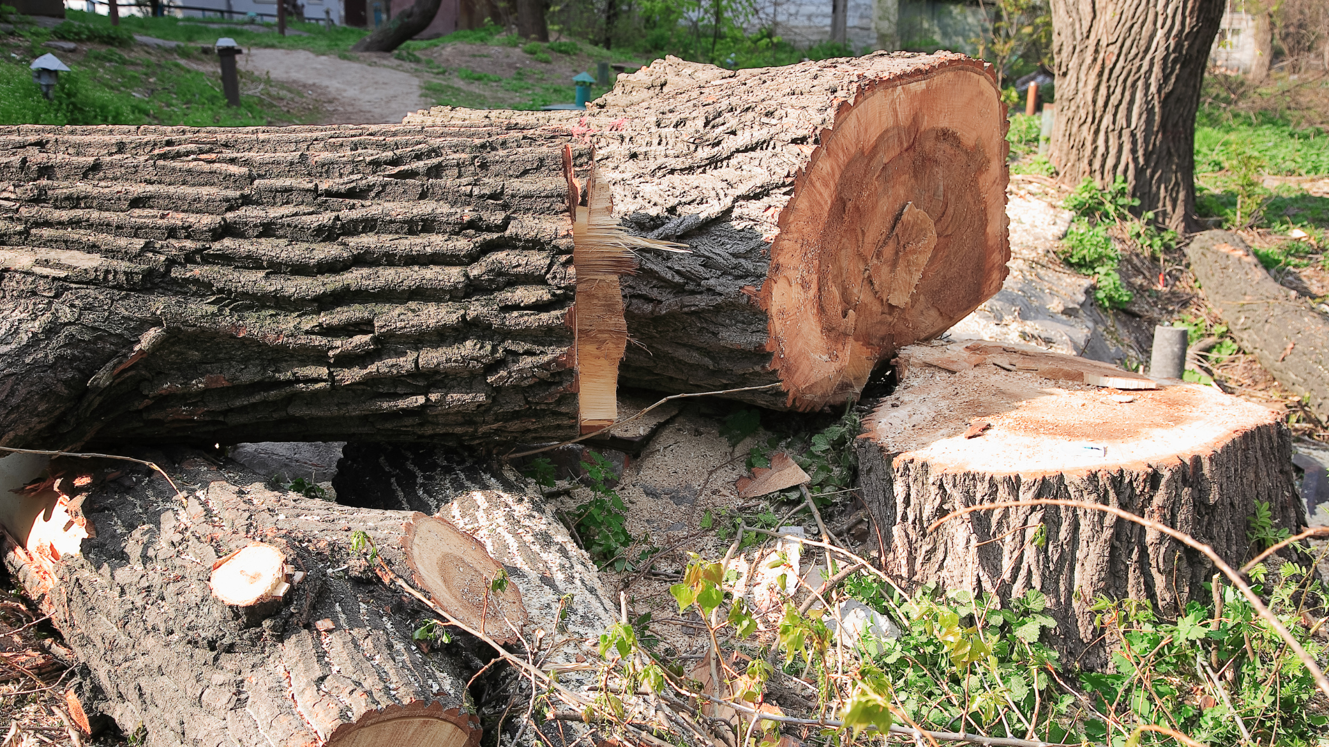 tree removal tree cutting service in new haven sandweiss tree service
