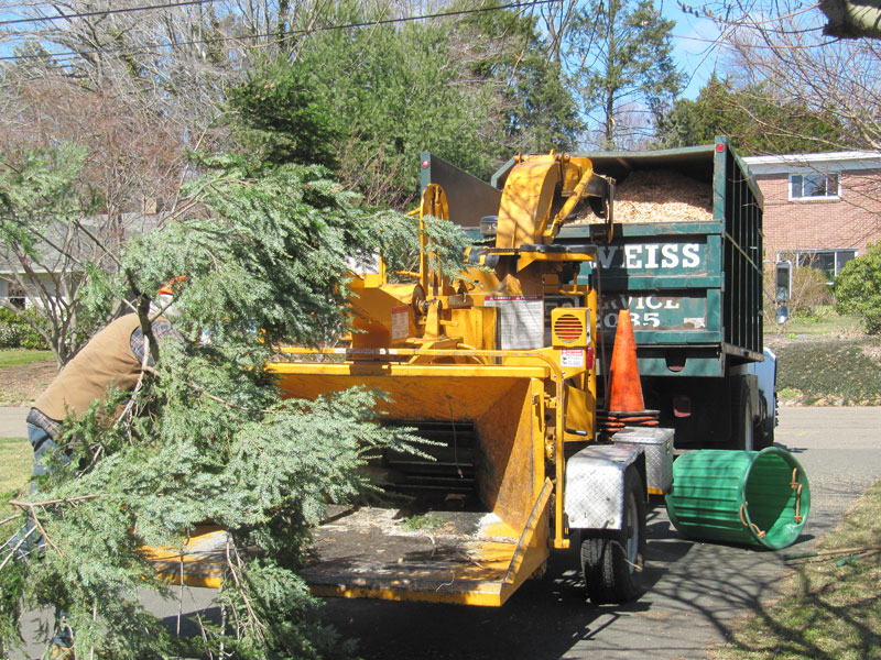 tree service in New Haven