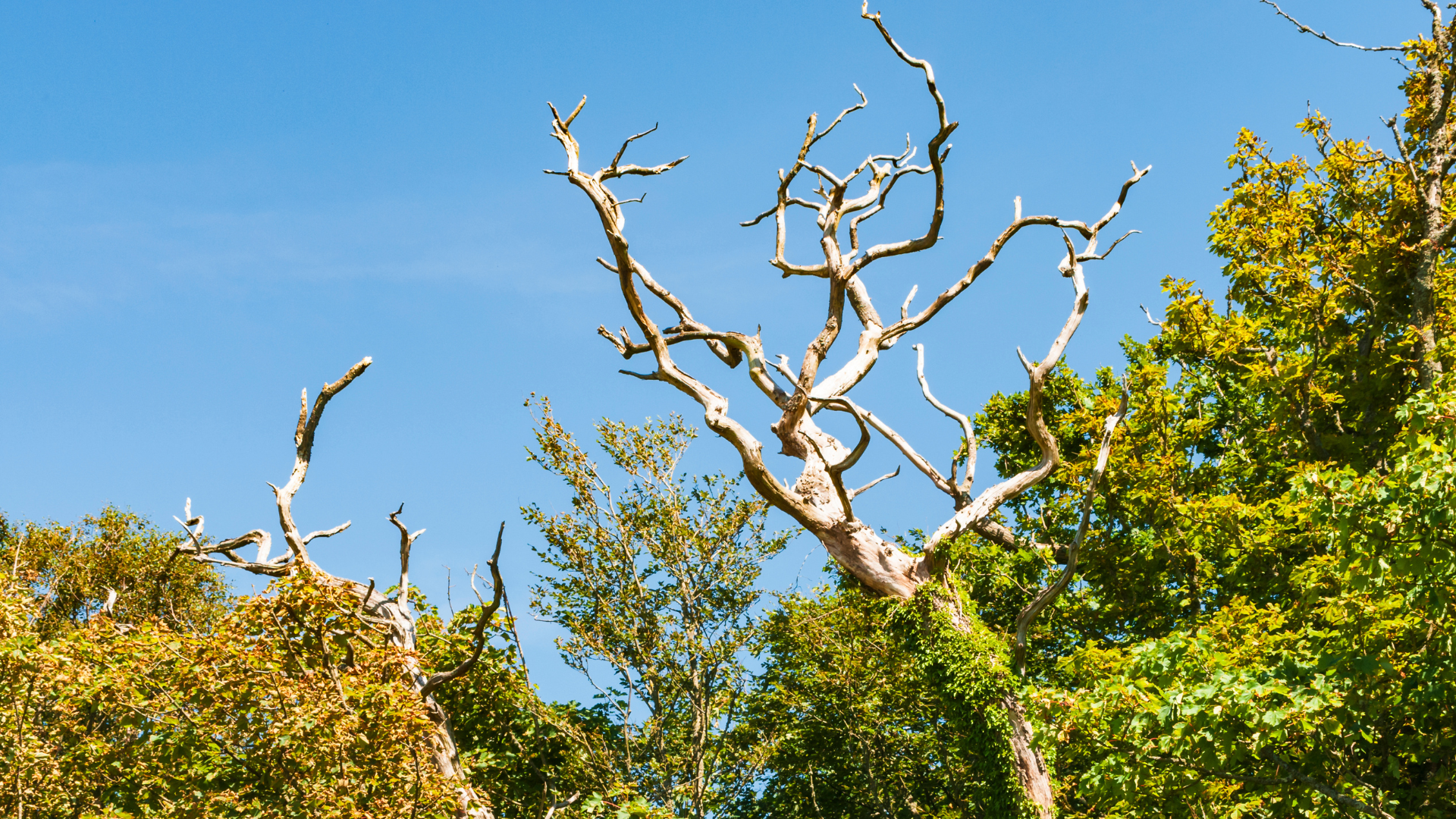 tree removal service in New Haven Sandweiss Tree Service